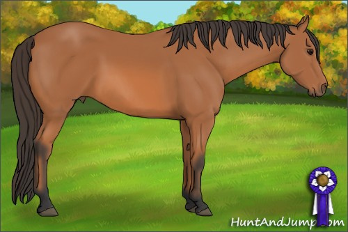 Horse Color: Bay Sabino 