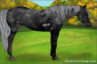 Horse Color:ERROR: UNKNOWN ANOMALY