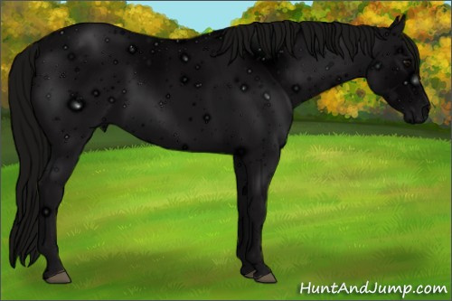 Horse Color: ERROR: UNKNOWN ANOMALY