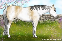 Horse Color:Gray White Spotted Buckskin 