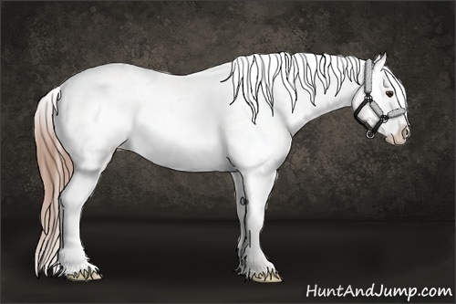 Horse Color:Classic Champagne Appaloosa 