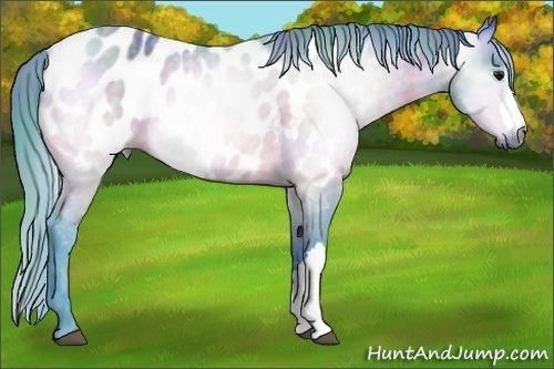 Horse Color:Gray Nacre Watercolor Bay Appaloosa Rabicano 