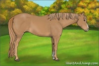 Horse Color:Chestnut Sabino 
