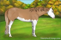 Horse Color:Chestnut Splash 