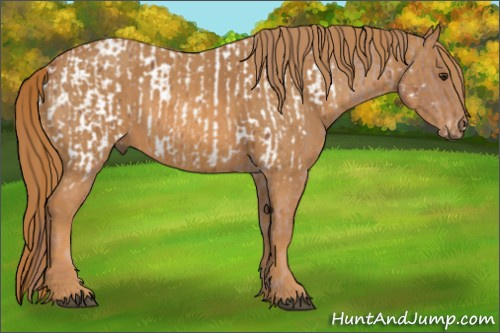 Horse Color:Liver Chestnut Appaloosa  Brindle