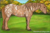 Horse Color:Liver Chestnut Appaloosa  Brindle