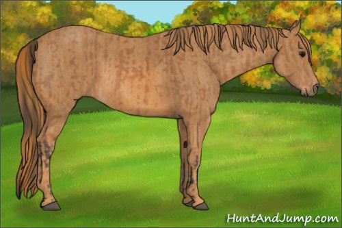 Horse Color: Bay  Brindle