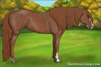 Horse Color:Chestnut Sabino 