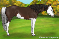Horse Color:Gray Bay Splash 