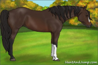 Horse Color:Gray Bay 