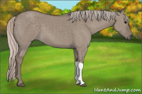 Horse Color:Silver Grullo 