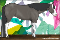 Horse Color:Grullo Splash