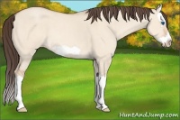 Horse Color:Amber Champagne Dun Splash Frame 