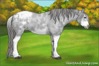 Horse Color:White Spotted Blue Roan Splash Frame Appaloosa 