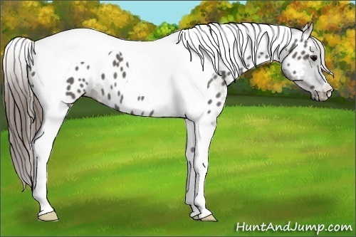 Horse Color:Grullo Tobiano Appaloosa 