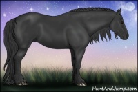 Horse Color:Black 