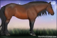 Horse Color:Bay Rabicano 