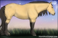 Horse Color:Buckskin 