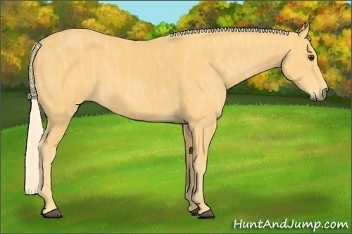 Horse Color:Palomino  Brindle