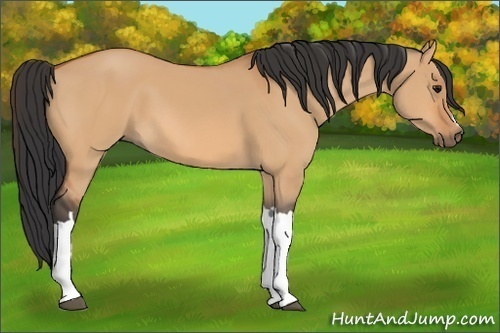 Horse Color:Bay Dun 