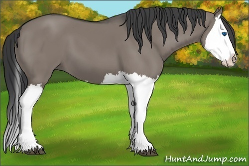 Horse Color:Unknown 