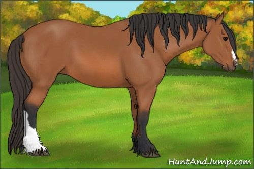 Horse Color: Bay 