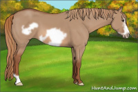 Horse Color:Liver Red Dun Frame 