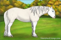 Horse Color:Cremello Dun Splash 