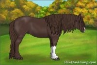 Horse Color:Liver Chestnut 