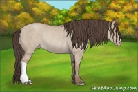 Horse Color:Classic Champagne Dun Rabicano 