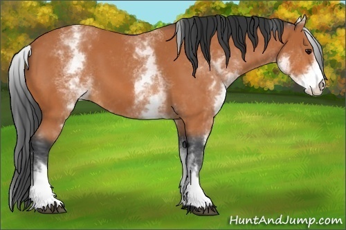 Horse Color:Unknown 