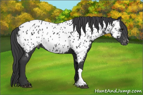 Horse Color:Black Appaloosa Rabicano 