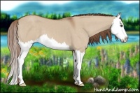 Horse Color:Red Dun Splash 