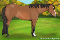 Horse Color:Bay Sabino 