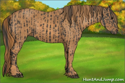 Horse Color: Brown Rabicano  Brindle