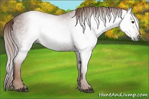 Horse Color:Gray Chestnut 