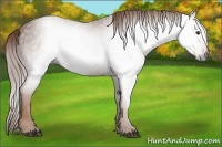 Horse Color:Gray Chestnut 