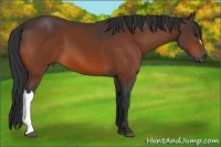 Horse Color:Bay 