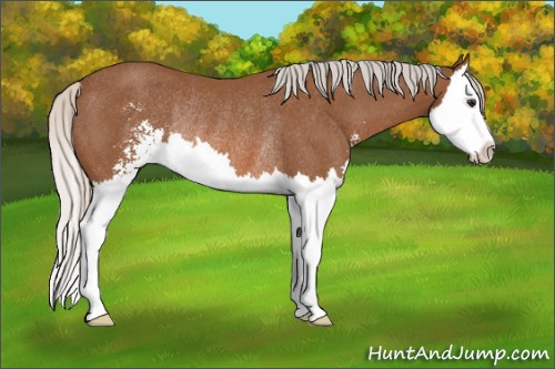 Horse Color: Silver Bay Sabino Splash Rabicano 