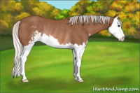 Horse Color:Silver Bay Sabino Splash Rabicano