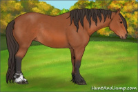 Horse Color:Bay Sabino Rabicano 