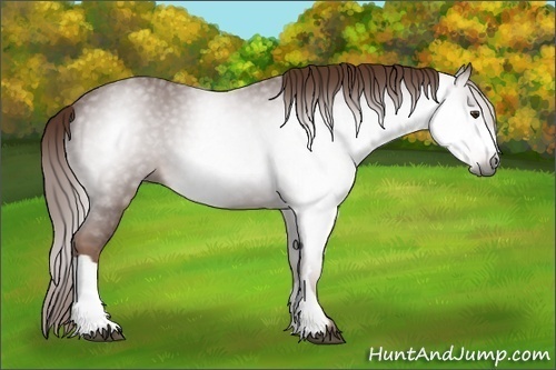 Horse Color:Gray Chestnut 