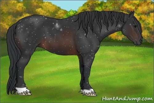 Horse Color:Brown 