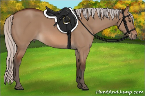 Horse Color:Unknown 