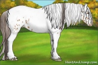 Horse Color:Bay Tobiano Appaloosa 