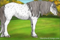 Horse Color:Black Splash Near Leopard 