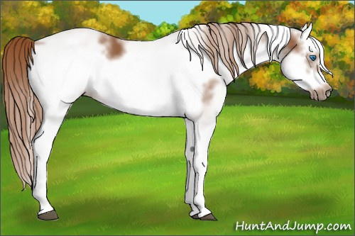 Horse Color:White Spotted Chestnut Splash Frame 