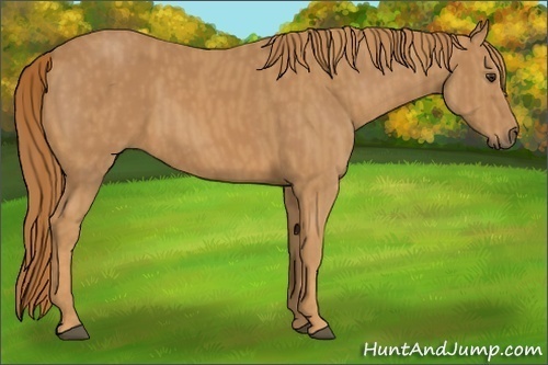 Horse Color:Chestnut  Brindle