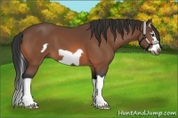 Horse Color:Bay Splash Frame 