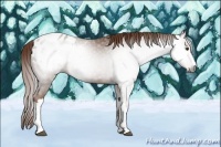 Horse Color:Gray Chestnut Blanket 
